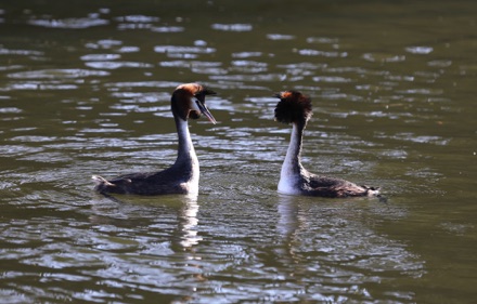 Greater Crested Grebes
